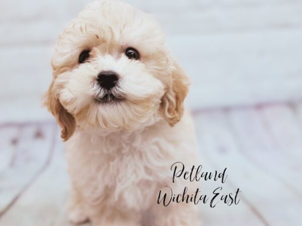 Bichonpoo Dog Female Red 17907 Petland Wichita, Kansas