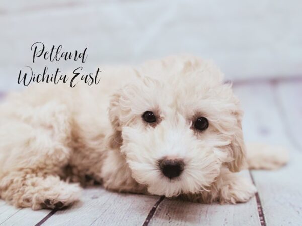 Bichonpoo-Dog-Female-Red-17906-Petland Wichita, Kansas