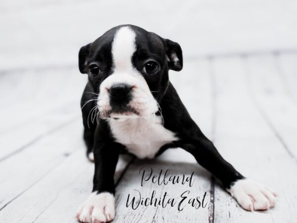 Boston Terrier Dog Female Black & White 17910 Petland Wichita, Kansas