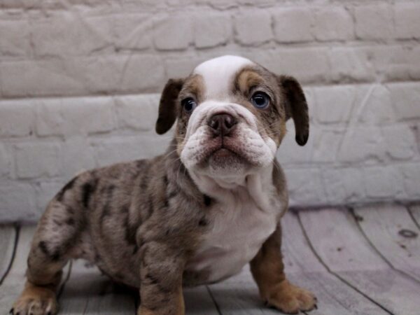 English Bulldog Dog Male Chocolate Merle 17935 Petland Wichita, Kansas