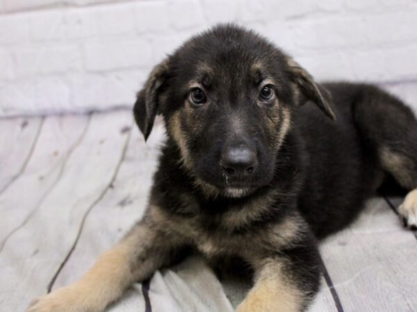 German Shepherd Dog Male Black & Tan 17946 Petland Wichita, Kansas