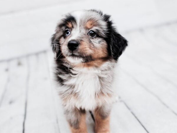 Toy Australian Shepherd-Dog-Male-Blue Merle-17948-Petland Wichita, Kansas