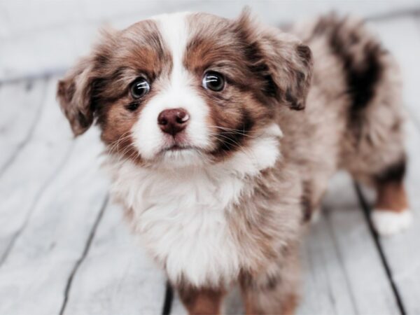 Toy Australian Shepherd Dog Female Red Merle 17949 Petland Wichita, Kansas