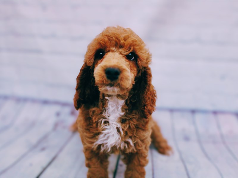 Moyen Poodle - 17944 Image #1