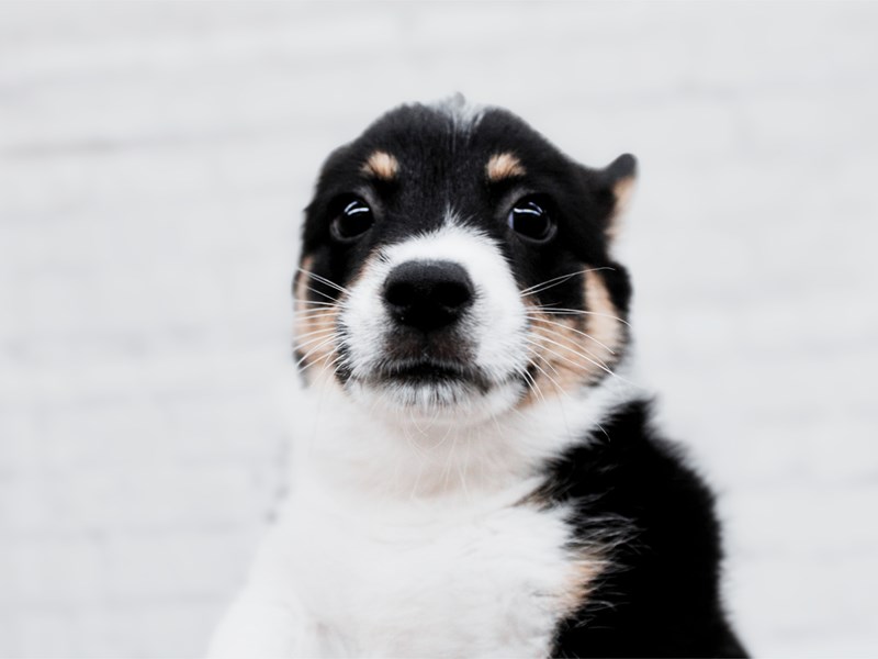 Pembroke Welsh Corgi - 17943 Image #1