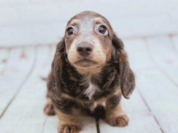 Miniature Dachshund Dog Male Blue & Tan 17939 Petland Wichita, Kansas