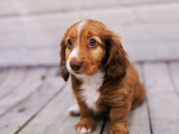 Miniature Dachshund Dog Female Red 17938 Petland Wichita, Kansas