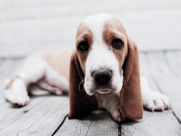 Basset Hound-Dog-Male-Lemon and White-17937-Petland Wichita, Kansas