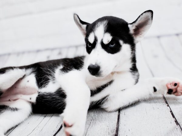 [#17933] Black & White Female Siberian Husky Puppies For Sale