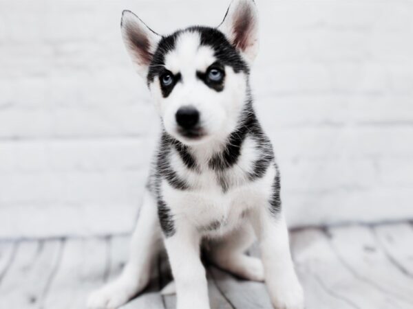 [#17932] Black & White Male Siberian Husky Puppies For Sale