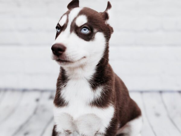 [#17931] Red & White Male Siberian Husky Puppies For Sale