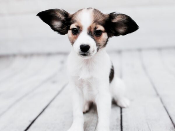 Papillon Dog Female Sable & White 17929 Petland Wichita, Kansas