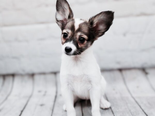 Papillon-Dog-Female-Sable & White-17928-Petland Wichita, Kansas