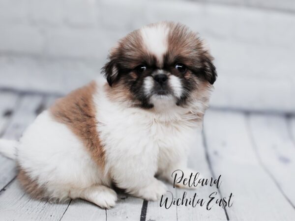 [#17965] Sable & White Male Pekingese Puppies For Sale
