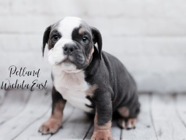 [#17962] Blue Tri Male English Bulldog Puppies For Sale