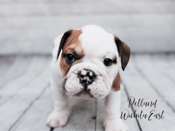 [#17961] Sable & White Male English Bulldog Puppies For Sale