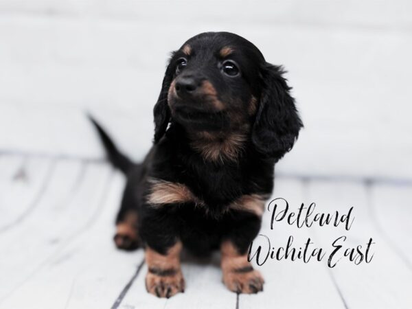 Miniature Dachshund-Dog-Female-Black & Tan-17960-Petland Wichita, Kansas