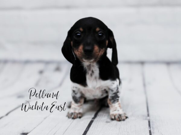 [#17959] Black & White Piebald Male Miniature Dachshund Puppies For Sale