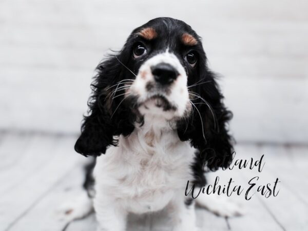 [#17958] Black Tri Male Cocker Spaniel Puppies For Sale