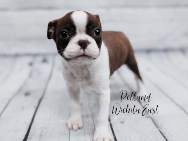 [#17955] Red & White Male Boston Terrier Puppies For Sale