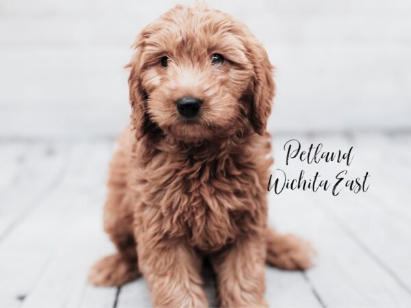 [#17954] Red Female F1B Mini Goldendoodle Puppies For Sale