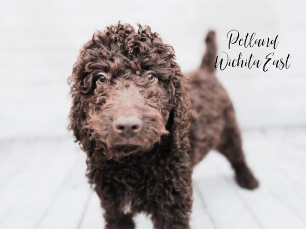 [#17953] Sable Male Goldendoodle 2nd Gen Puppies For Sale