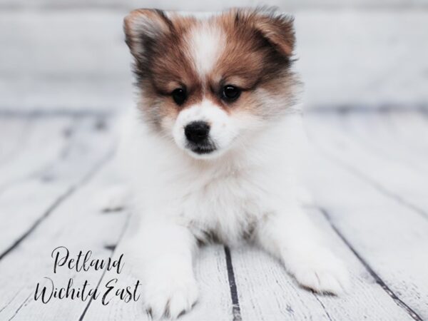 [#17951] Red Male Pomeranian Puppies For Sale