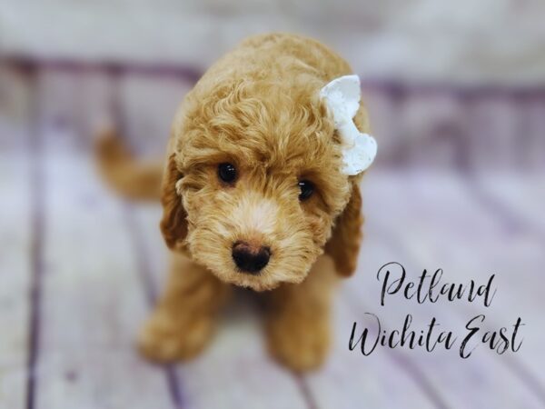 F1B Mini Goldendoodle-Dog-Female-Red-17976-Petland Wichita, Kansas