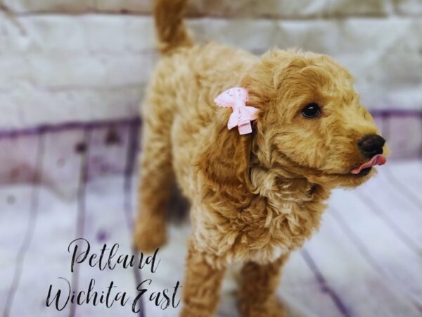 [#17977] Red Female F1B Mini Goldendoodle Puppies For Sale