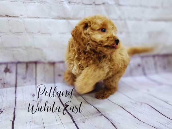 [#17975] Red Male F1B Mini Goldendoodle Puppies For Sale