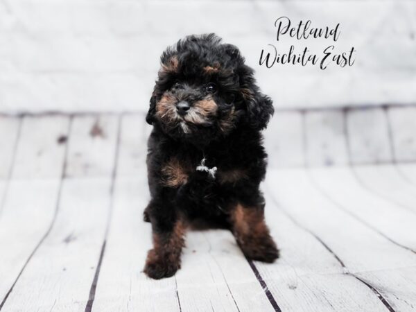 [#17974] Phantom Male Toy Poodle Puppies For Sale