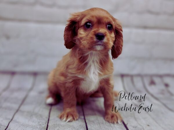 [#17890] Ruby Male Cavalier King Charles Spaniel Puppies For Sale