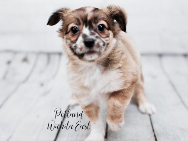 [#17884] Sable Merle Female Chihuahua Puppies For Sale