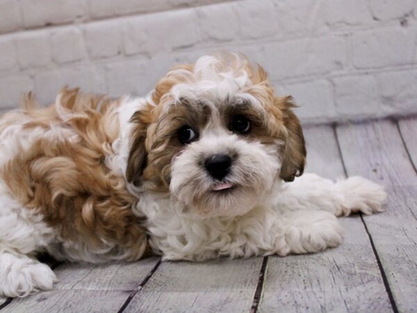 [#17926] Brown & White Female Teddy Bear Puppies For Sale