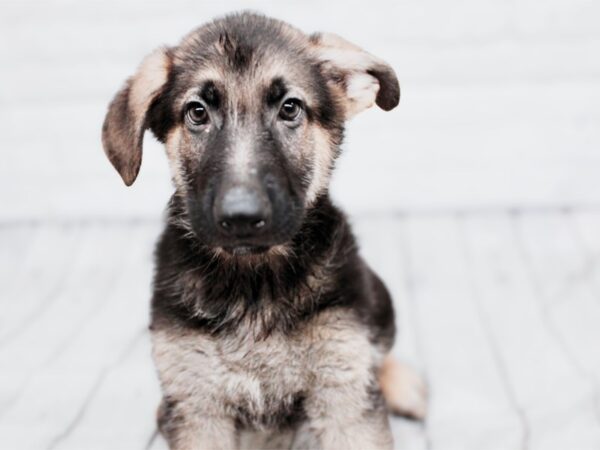 [#17947] Black & Tan Female German Shepherd Puppies For Sale