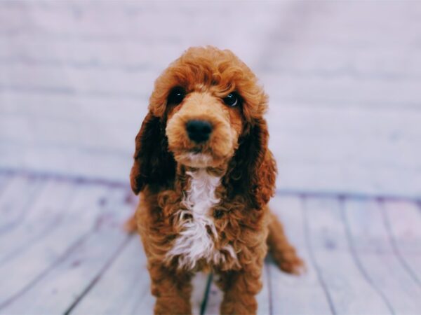 [#17944] Red & White Female Moyen Poodle Puppies For Sale