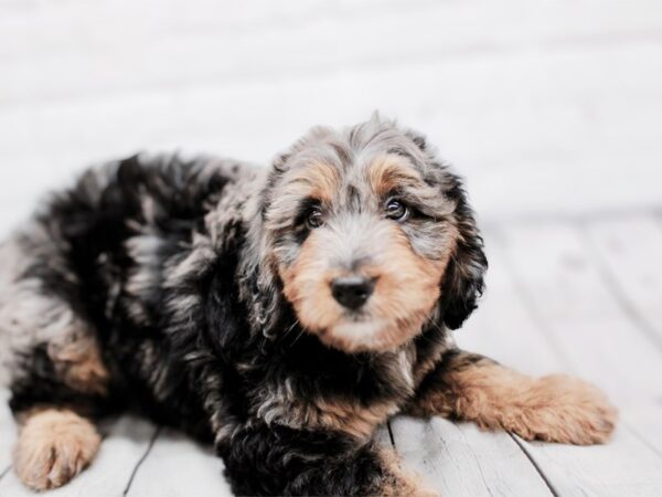 [#17942] Blue Merle Female F1B Mini Bernedoodle Puppies For Sale