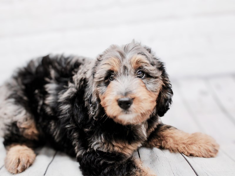 F1B Mini Bernedoodle - 17942 Image #1