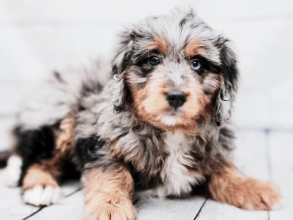 [#17941] Blue Merle Female F1B Mini Bernedoodle Puppies For Sale