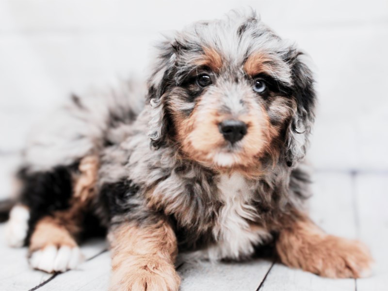 F1B Mini Bernedoodle - 17941 Image #1