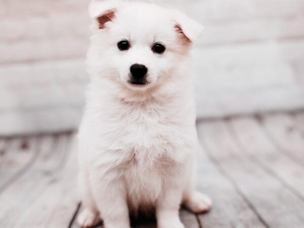 [#17936] White Male Miniature American Eskimo Puppies For Sale