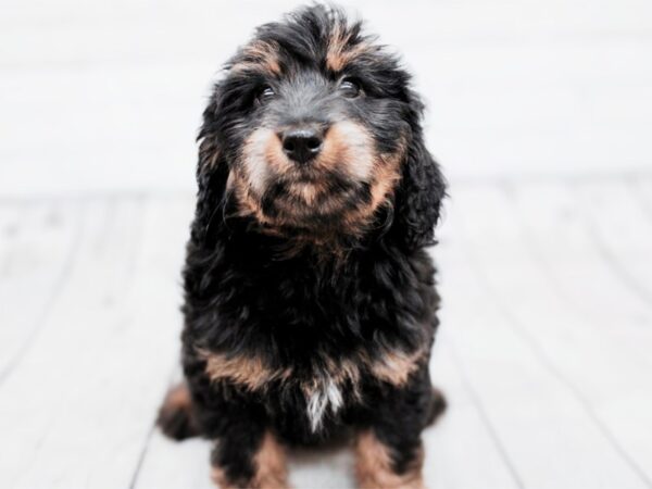 [#17940] Black & Tan Female F1B Mini Bernedoodle Puppies For Sale