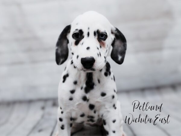 [#17963] White & Black Female Dalmatian Puppies For Sale