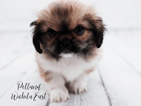 [#17956] Sable & White Female Pekingese Puppies For Sale