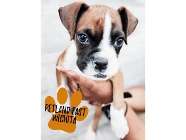 [#17930] Fawn & White Male Boxer Puppies For Sale
