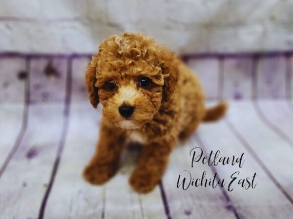 [#17971] Apricot Male Bichonpoo Puppies For Sale
