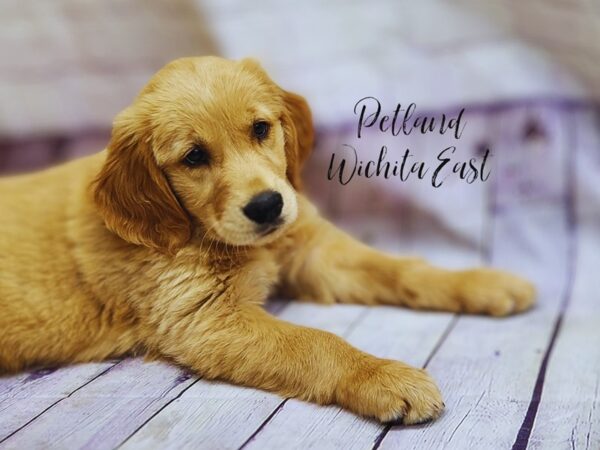 Golden Retriever-Dog-Female-Golden-17968-Petland Wichita, Kansas