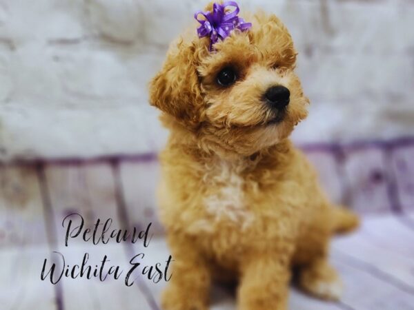 [#17972] Apricot Female Bichonpoo Puppies For Sale