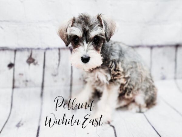 [#17973] Salt & Pepper Female Miniature Schnauzer Puppies For Sale