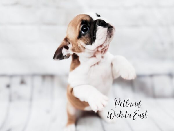 [#17966] Fawn & White Female Freelance Bulldog Puppies For Sale
